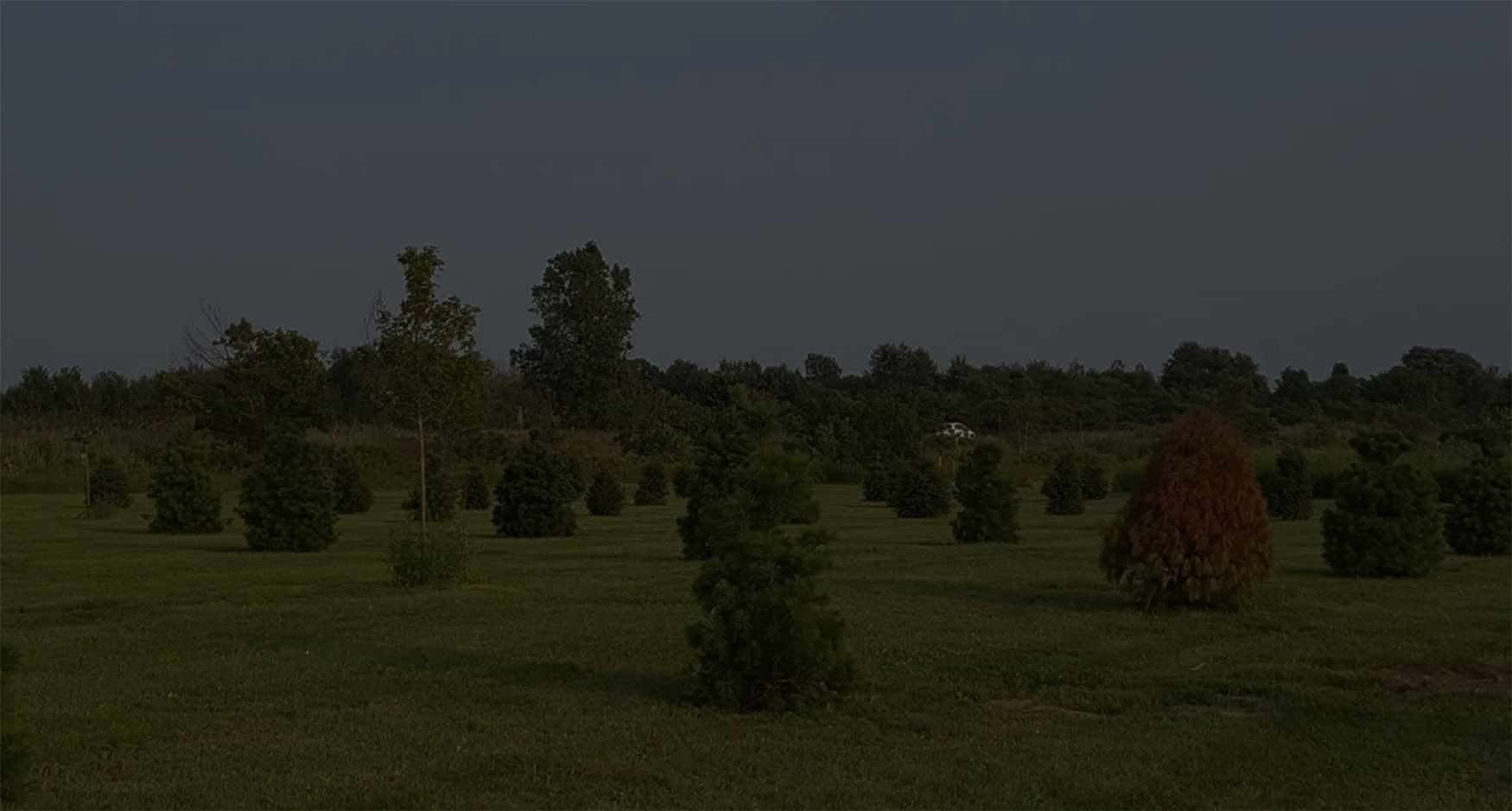 photo of a tree planted at brothers in arms site